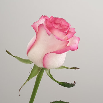 愿丈夫按真理来经营婚姻 灵命日粮简体中文网站